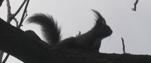 Squirrel