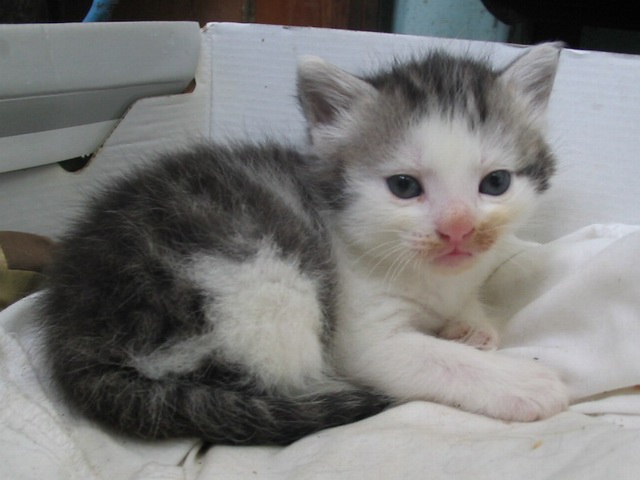 My cute kitten!