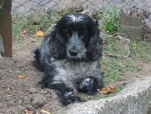 Leila