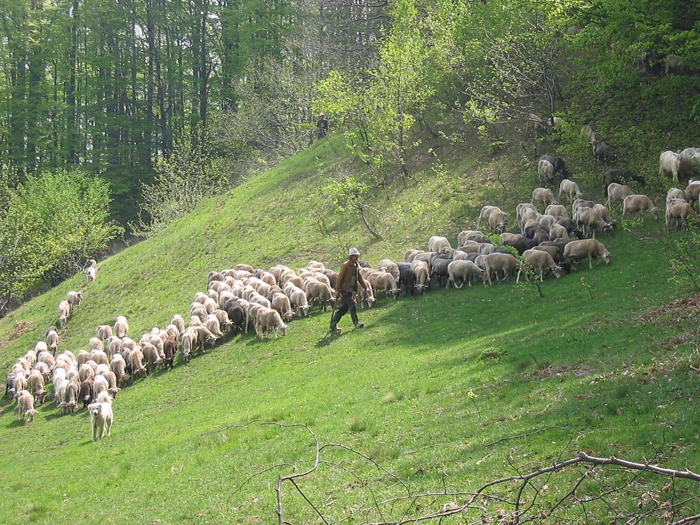 Vizita unei turme