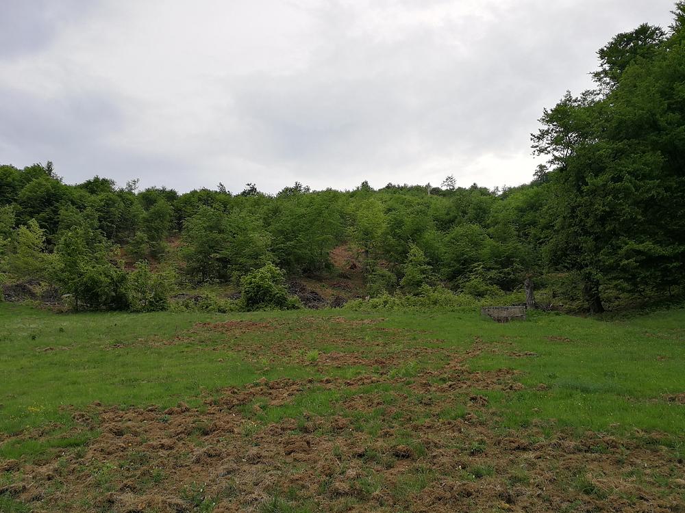 Locul văzut de jos, cu liziera pădurii (proaspăt tăiate)