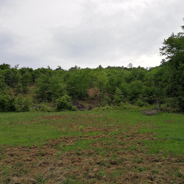 Locul văzut de jos, cu liziera pădurii (proaspăt tăiate)